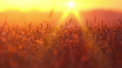 Wheat at dawn. 4K. FULL HD, 4096x2304. Stock Footage 34729733
