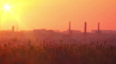 Wheat at dawn. 4K. FULL HD, 4096x2304. Video stock 34730852