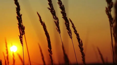Wheat at dawn Stock-Footage 8535009