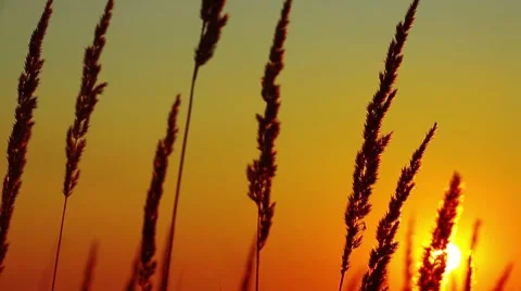 Wheat at dawn Stock Footage 8648395