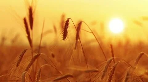 Wheat at dawn 库存影片 12293177