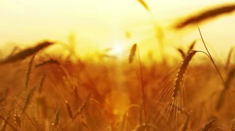 Wheat at dawn Stock Footage 12312990