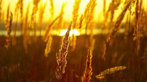 Wheat at dawn Stock Footage 21291276