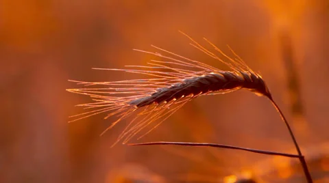Wheat at dawn Stock Footage 29457124