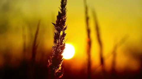 Wheat at dawn 库存影片 44836706