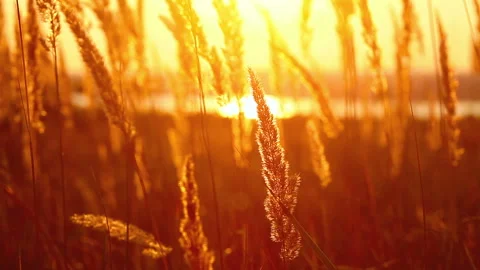 Wheat at dawn Stock Footage 98702208