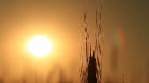 Wheat at dawn. shot with slider. Stock Footage 6527625