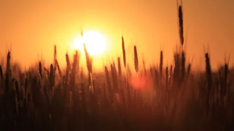 Wheat at dawn. shot with slider. Stock Footage 6530706