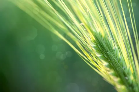 Wheat defocused background whith copy space Foto stock