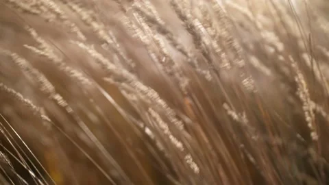Wheat develops in the wind. Close-up of ears of wheat 스톡 동영상 164914261