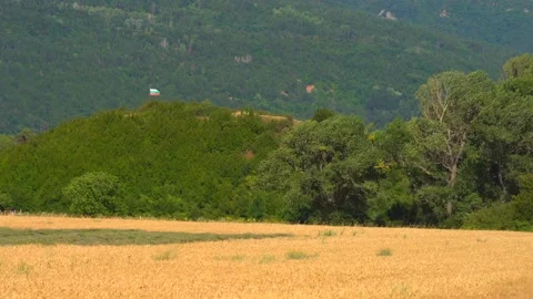 Wheat develops in the wind Stock Footage 210277338