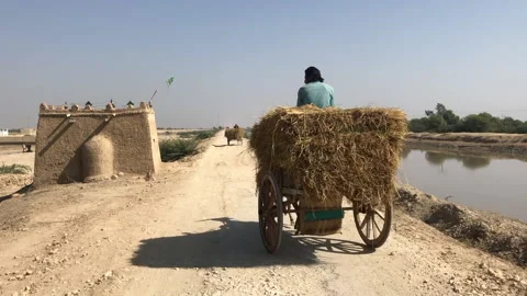 Wheat  donkey cart Stock Footage 201951002