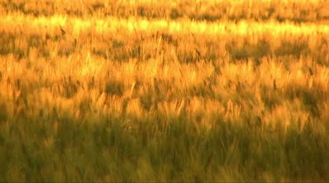 Wheat at down Video stock 7758536
