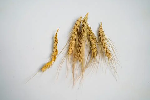 Wheat dried Stock Photos