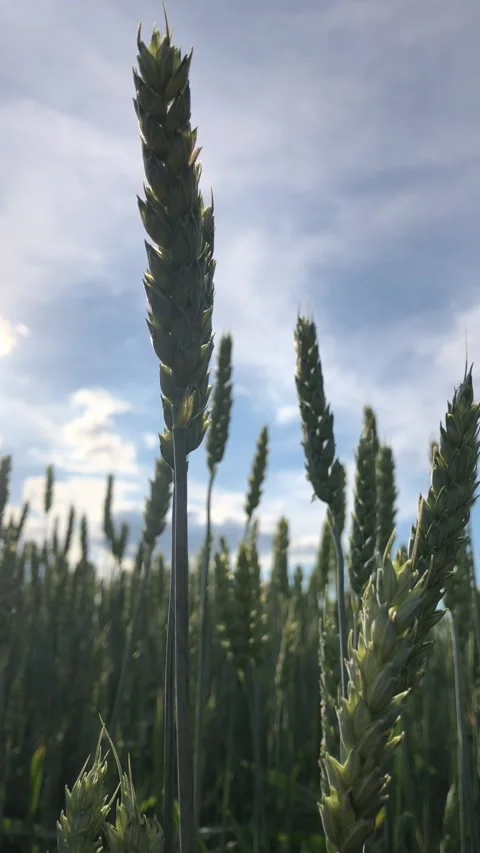 Wheat during  against a blue sky Stock-Footage 341683250