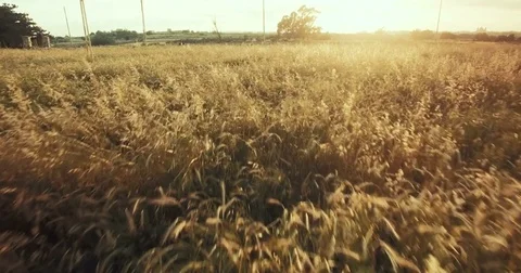 Wheat during the golden hour Stock Footage 75168928
