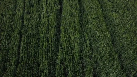 Wheat during spring Stock Footage 83177906
