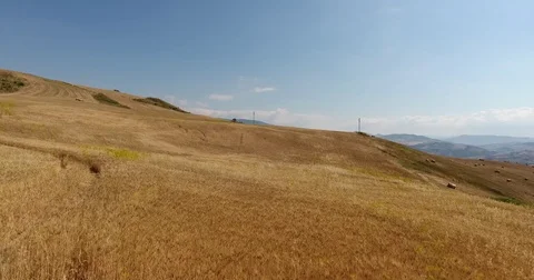 Wheat durum bio Stock Footage 76162913