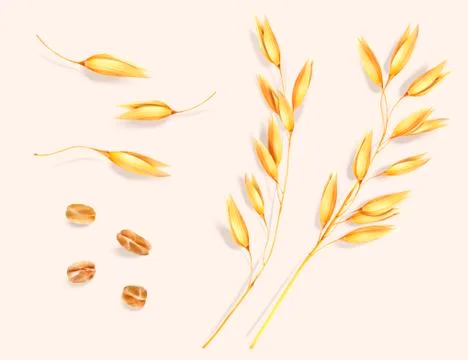 Wheat ear and grain elements 스톡 일러스트