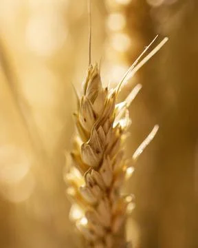 Wheat ear with blurry background High resolution photo Stock Photos