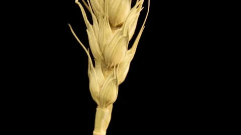 Wheat ear close-up. Macro. Grains in a spikelet. Dark background. Stock Footage 150165998