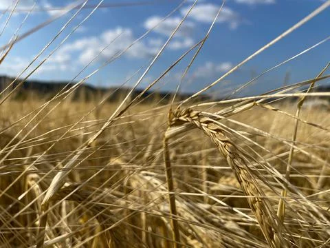 Wheat ear close up view on the field Stock Photos