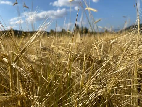 Wheat ear close up view on the field Stock Photos