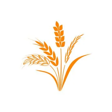 Wheat ear ears icons set. Vector illustration isolated on white background. Illustrazione stock