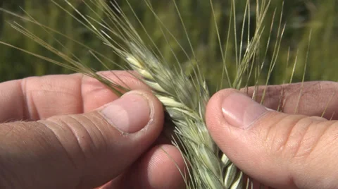 Wheat ear in farmer hands, Farmer studying the evolution of an ear of wheat 스톡 동영상 39480241