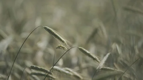 Wheat ear in the field Stock Footage 111648623