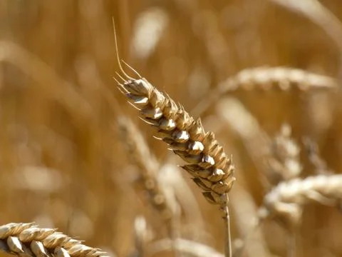 Wheat Ear In the Field Stock Photos