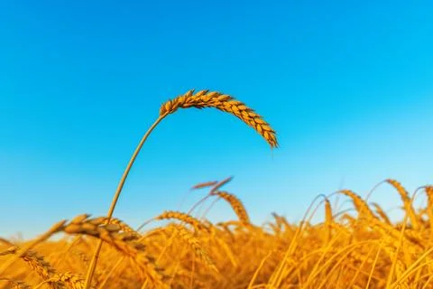 Wheat ear on field, sunset time Stock Photos