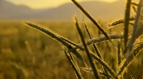 Wheat ear Stock-Footage 907760