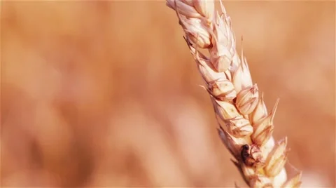 Wheat Ear Stock Footage 44212843