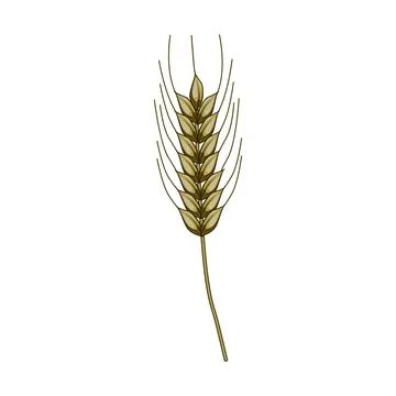 Wheat ear grain spikelet producing flour ingredients イラスト素材