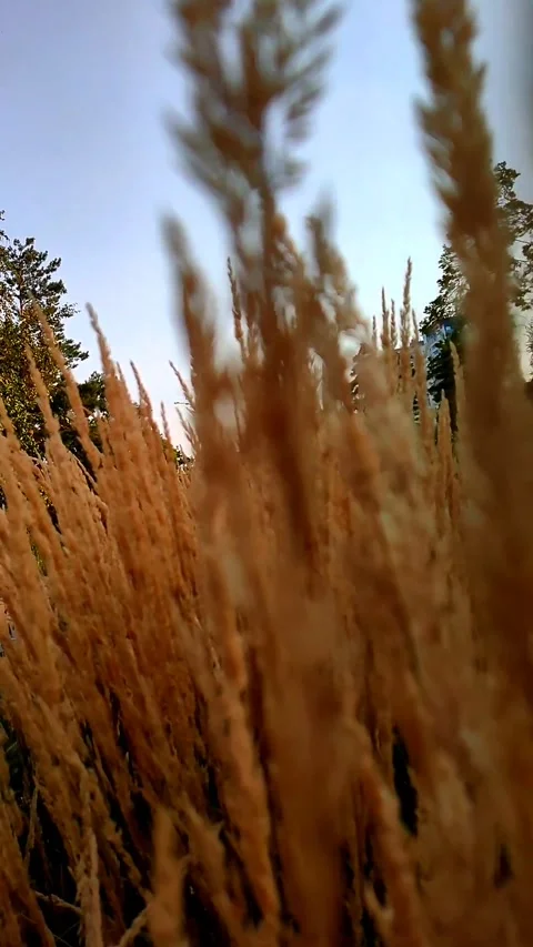 Wheat, ear, grass, summer, green, harvest Video stock 312004904