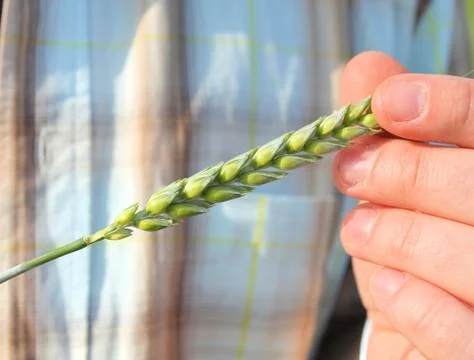 Wheat ear in hand Stock Photos