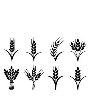 Wheat Ear Icon Set Vector Stock Illustration