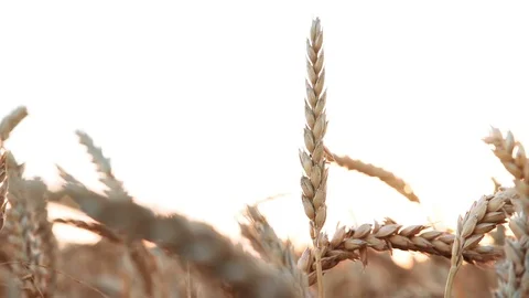 Wheat ear isolated with sky background. 4K Stock Footage 82224860