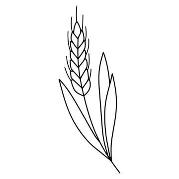 Wheat ear line art, simple outline drawing Stock Illustration