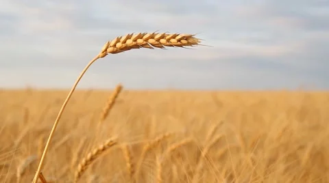 Wheat ear in meadow. Видео 51424913