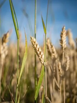 Wheat ear in the middle of field in blue and golden colors Foto stock