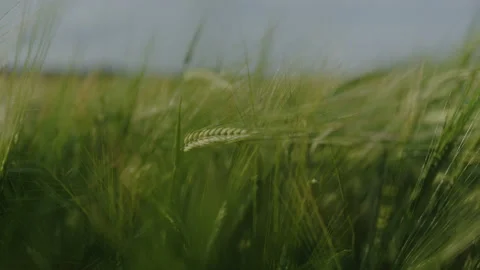 A wheat ear moving in the wind that ripens in the sun in the field Stock Footage 201483685