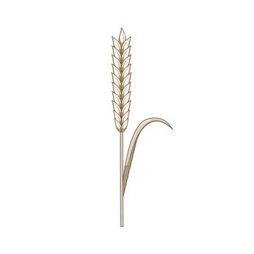Wheat ear or rye stalk isolated on white Stock Illustration