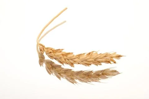 Wheat ear Stock Photos