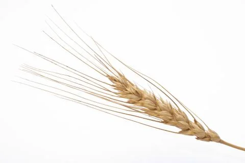 Wheat ear Stock Photos