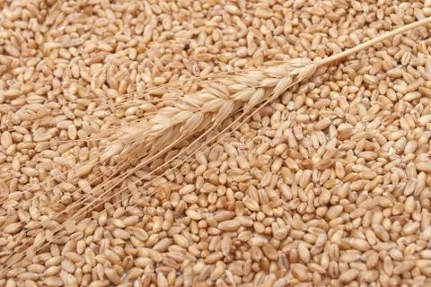 Wheat ear Stock Photos