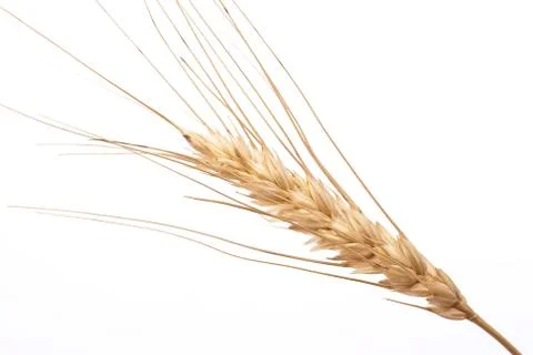Wheat ear Stock Photos
