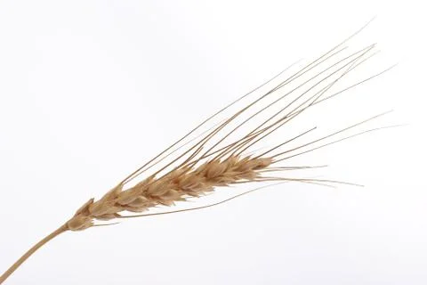 Wheat ear Stock Photos