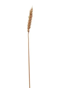 Wheat ear Stock Photos